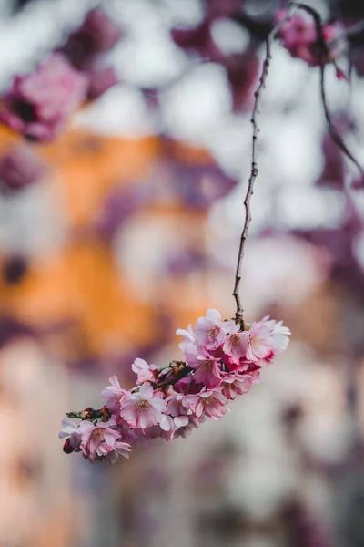 Vertical Shot Beautiful Cherry Flowers Blossoming Blurred Background — Stock Photo, Image