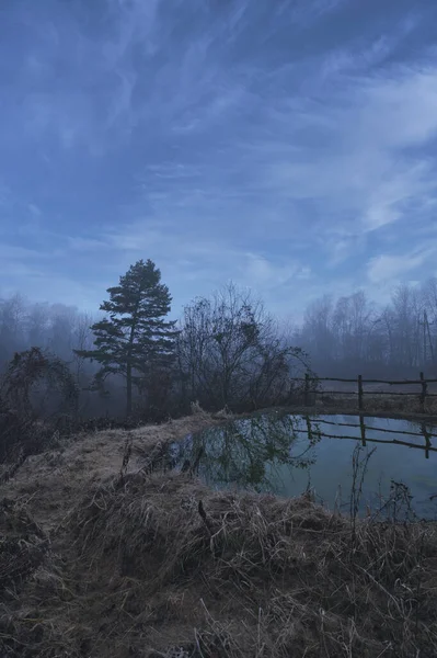 Eine Stimmungsvolle Waldlandschaft Mit Nadelbäumen Einem Düsteren Tag — Stockfoto