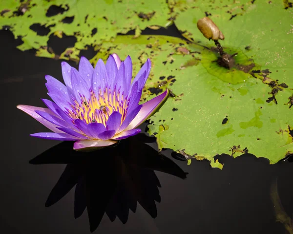 A closeup of a tropical Purple Water Lily Flower in Prachuap Kiri Khan Sam Roi Yot Park in Thailand