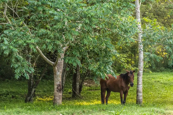 牧場の木の下に立つ茶色の馬 — ストック写真
