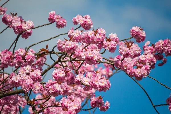 Närbild Skott Blommiga Körsbär Träd Rosa Blommor Mot Blå Himmel — Stockfoto