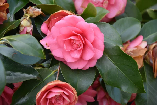 Lindo Rosa Vibrante Flores Camélia Japonesa — Fotografia de Stock