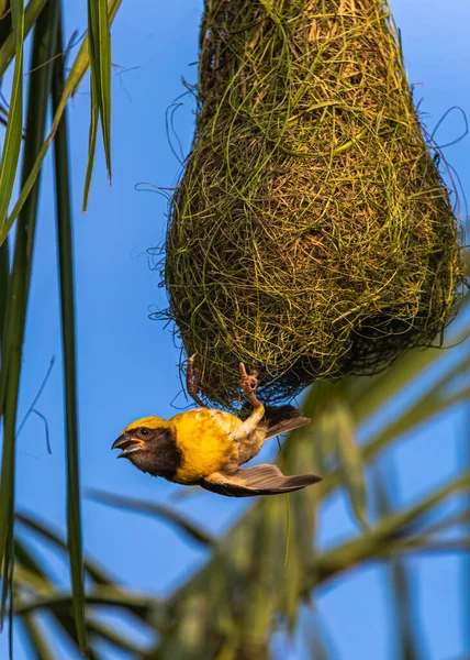 Vertikální Záběr Tkalcovského Ptáka Visícího Hnízdě — Stock fotografie