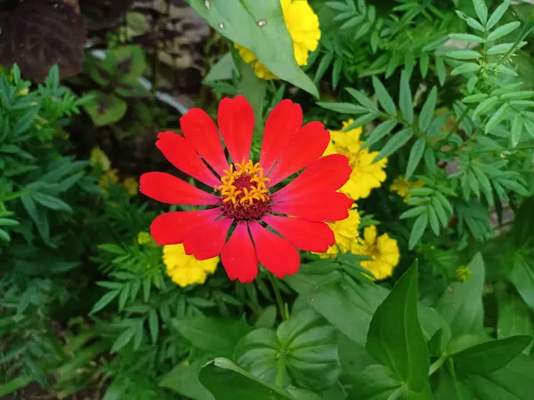 Egy Közeli Kép Egy Virágos Vörös Közönséges Zinnia Virág Zöld — Stock Fotó