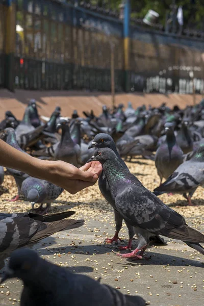 Gros Plan Pigeons Mangeant Nourriture Dadar Kabutarkhana Mumbai Maharashtra — Photo