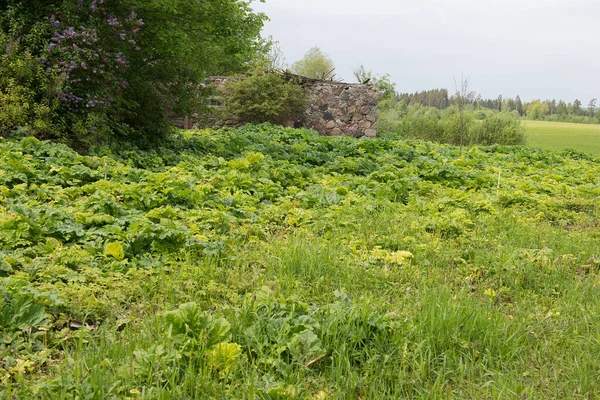 田舎の風景の中にある毒草の写真 — ストック写真