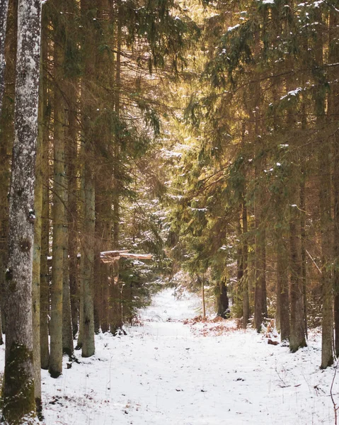 Vertical Shot Path Covered Snow Tall Pine Trees Forest Winter — Stock Photo, Image