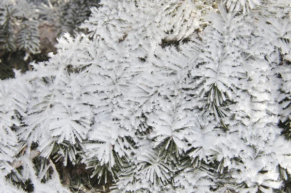 Detailní Záběr Borovicové Větve Pokryté Sněhem — Stock fotografie