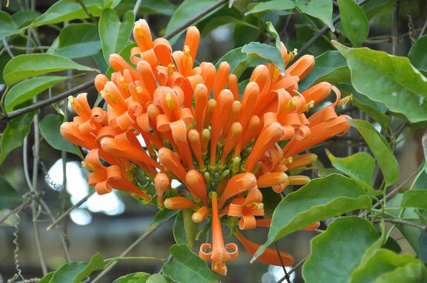 Gros Plan Fleurs Orange Pyrostegia Venusta Poussant Parmi Les Feuilles — Photo
