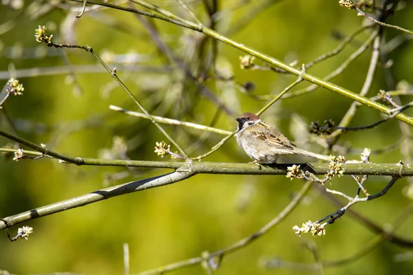 Dala tünemiş serçe kuşunun yakın plan çekimi.