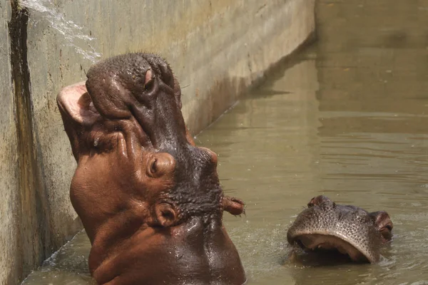 在动物园里的湖中 两只大河马张大嘴等着吃东西 — 图库照片