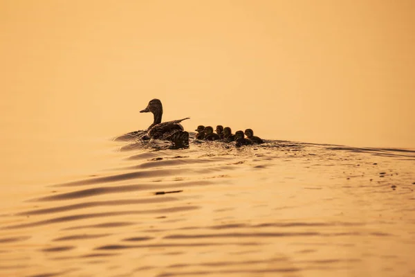 黄昏时分 一只鸭和小鸭在湖中游泳 — 图库照片