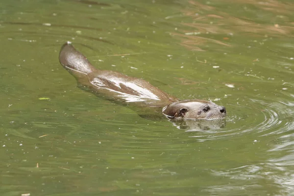 Closeup Shot Beaver Swimming Water — Stock Photo, Image