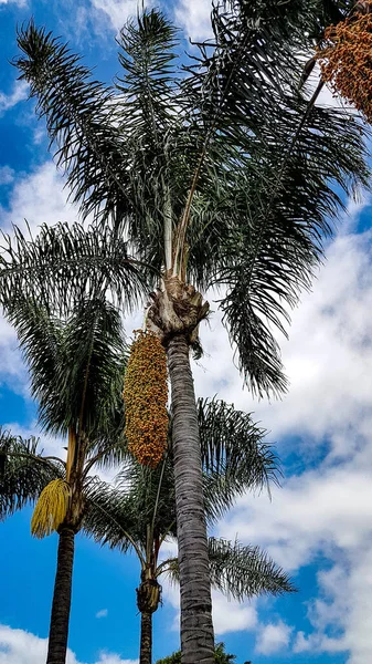 Vertical Low Angle Shot Palm Fruits Hanging Its Tree — Stock Photo, Image