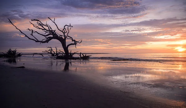 ABD 'nin Georgia eyaletindeki Jekyll Adası' nda güneş doğarken okyanus kıyısındaki kurumuş ağaç siluetinin sakin bir manzarası.