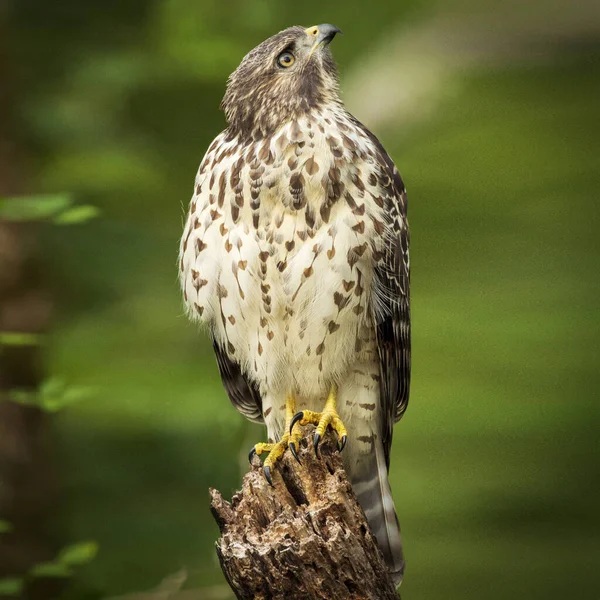 Falcão Ombros Vermelhos Sentado Poleiro Bird Rookery Swamp Nápoles Flórida — Fotografia de Stock