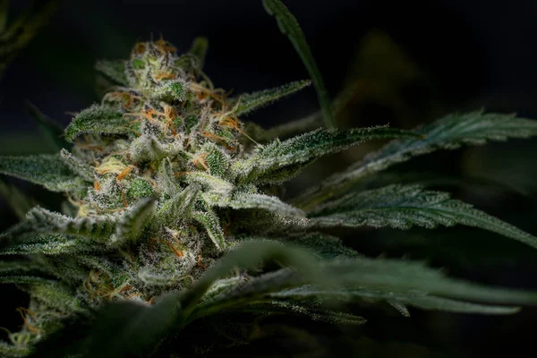 Eine Nahaufnahme Der Marihuana Pflanzen Und Blumen Die Drinnen Wachsen — Stockfoto