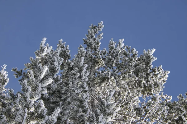 Szczyt Sosny Pokrytej Śniegiem Pod Błękitnym Bezchmurnym Niebem — Zdjęcie stockowe