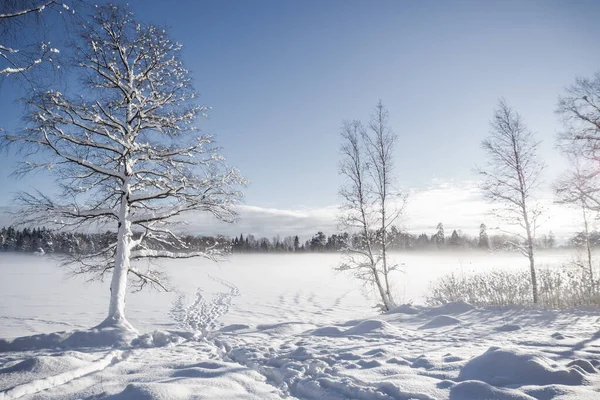 Campo Invierno Con Árboles Cubiertos Nieve Densa Bosque Horizonte —  Fotos de Stock