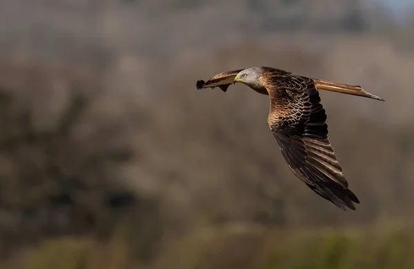 Krásný Záběr Nebojácného Ptáka Rudého Draka Letícího Mezi Stromy — Stock fotografie