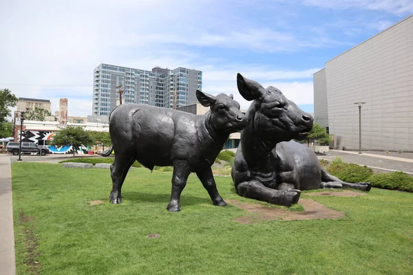 Eine Nahaufnahme Der Statuen Des Schottischen Angus Cow Calf Denver — Stockfoto