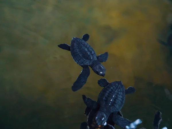 Strzał Bliska Małych Żółwi Stowarzyszenie Ochrony Żółwi Morskich Sri Lanka — Zdjęcie stockowe