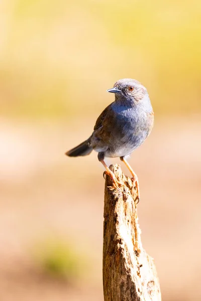 Vertical Shot Dunnock Bird Perched Twig — Stock Photo, Image