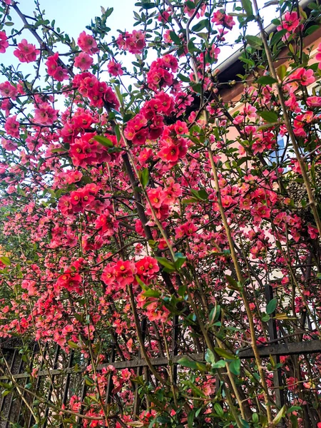 Eine Vertikale Aufnahme Leuchtend Pinkfarbener Chaenomeles Blumen Garten Der Nähe — Stockfoto