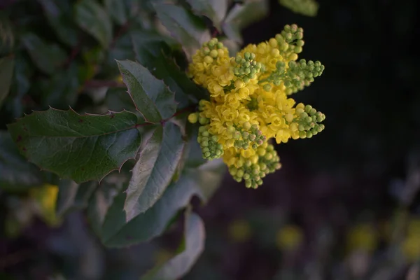 Вертикальна Копія Рослини Орегону Mahonia Aquifolium Розмитому Фоні — стокове фото