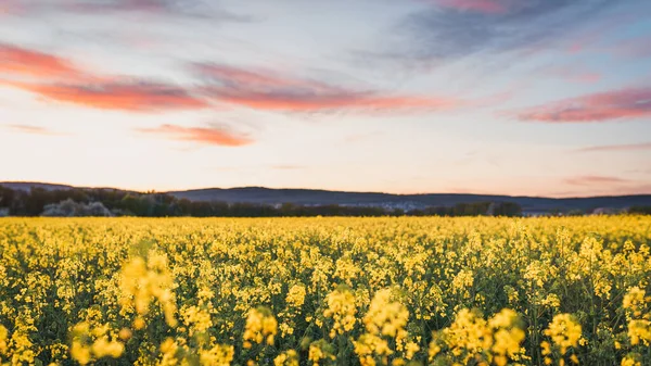 Krásná Krajina Pohled Řepkové Pole Horami Obzoru Proti Soumraku Oblohy — Stock fotografie