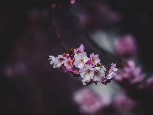 Eine Nahaufnahme Der Blüte Kirschbaum Blumen Auf Einem Verschwommenen Hintergrund — Stockfoto