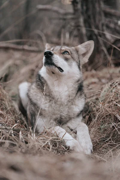 Una Vista Cerca Saarloos Wolfdog —  Fotos de Stock