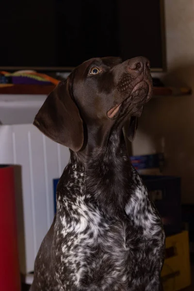 Een Verticaal Portret Van Een Duitse Braque Ras Hond Thuis — Stockfoto