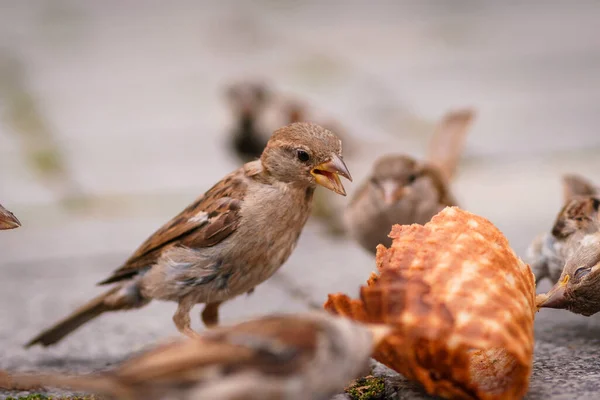 Shallow Focus Shot Sparrows Standing Ground Eating Biscuit Cone Daytime — Stock Photo, Image