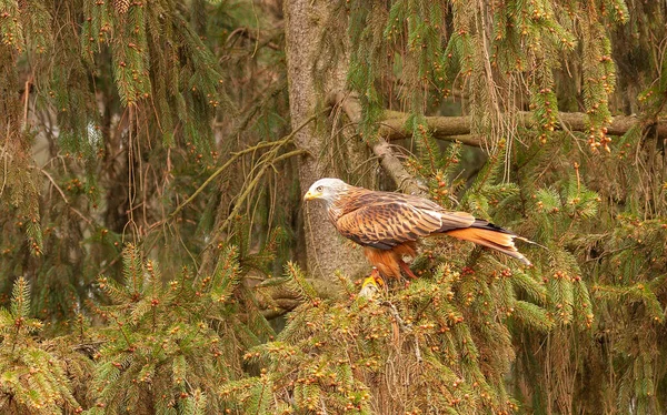A beautiful shot of a red kite perched on a tree branch in the forest during daytime with blurred background