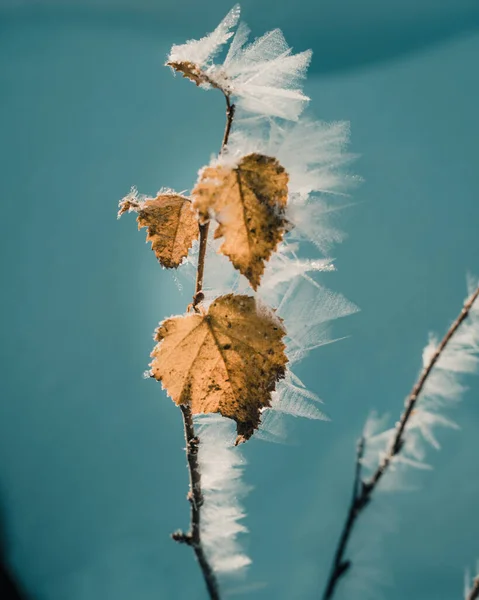 青空を背景に氷と黄色の葉の垂直閉鎖 — ストック写真
