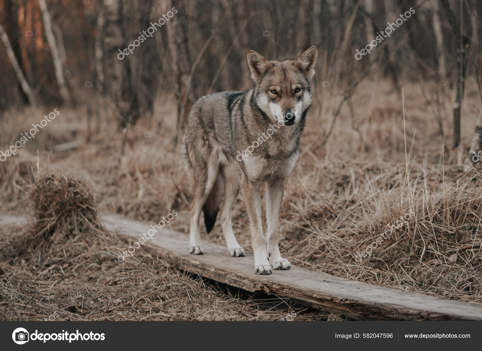 Beautiful Saarloos Wolfdog Standing Timber Forested Area Dry Trees