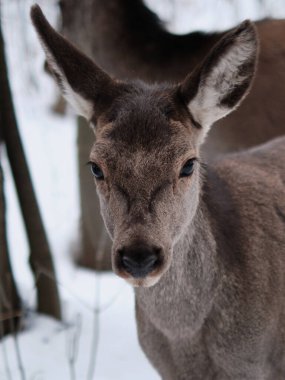 Kızıl geyiğin karlı bir kış günü kameraya baktığı dikey bir görüntü..