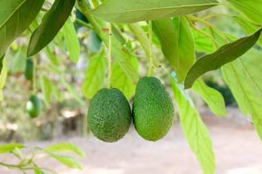 Ağaçtaki yeşil organik hass avokadoların yakın çekimi.