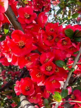 Bahçedeki parlak pembe Chaenomeles çiçeklerinin dikey yakın çekimi