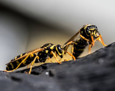 Kayalık bir yüzeyde eşek arılarının yakın plan çekimi.