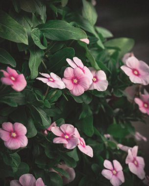 Bahçedeki kataranthus çiçeğinin seçici odak noktası.
