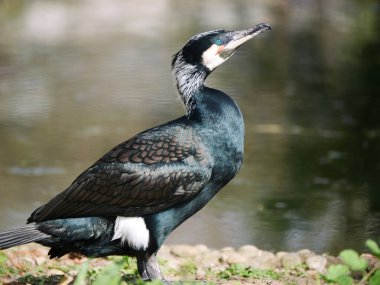 Güneşli ve bulanık bir arkaplanı olan güzel bir günde suyun kenarında duran büyük bir karabatağın yakın çekimi.