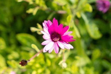 Bahçedeki güzel mor Afrika papatya çiçeklerinin yakın çekimi.