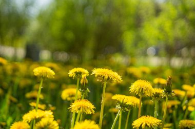 Sarı karahindiba çiçekleri ilkbahar tarlasında yetişir..