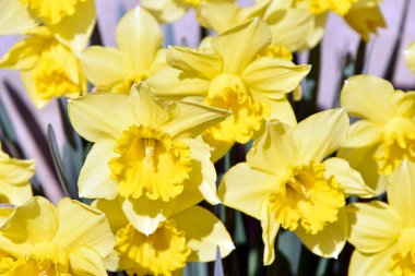 Parlak gün ışığında bahçede çiçek açan yabani nergislerin yakın çekimi.