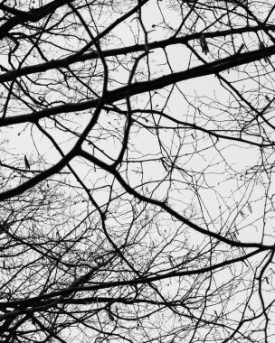 Düşük açılı, kuru ağaç dallarının gri tonlu dikey görüntüsü.