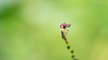 Bahçedeki bir bitkinin üzerindeki sineğin yakın çekimi.