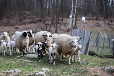 Çayırdaki şirin kuzuların ve koyunların yakın çekimi.
