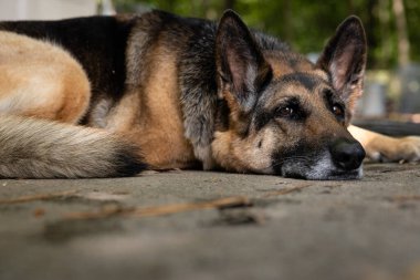Bulanık yeşil ağaçlarla yerde yatan yaşlı bir Alman çoban köpeğinin yakın çekimi.